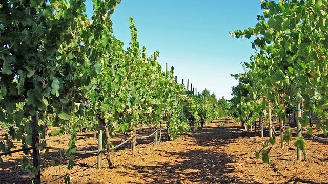 Principe Di Tricase Winery