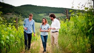 Tuscan Wine & Vineyard Tour at Montefioralle
