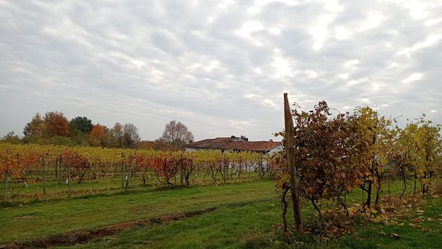Upplev vinprovning på Le Masche Vineyard