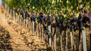 Montepulciano : visite des vignobles avec dégustation et amuse-gueules en cave
