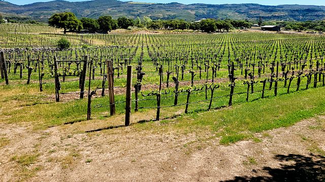 Dégustation de vins et visite des vignobles de la famille Sill