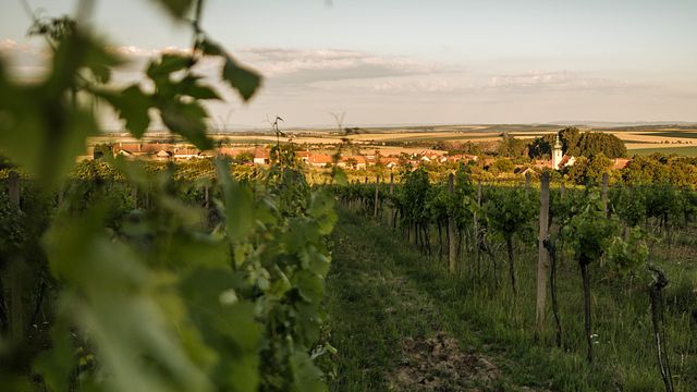 Dobrá Vinice