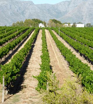 Klein Welmoed Foothills Vineyards
