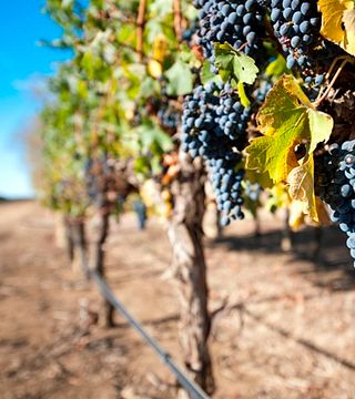Dégustation de vins et visite des vignobles de Leconfield & Richard Hamilton