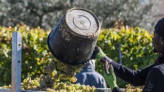 Experiência Clássica na Vinícola Perticaia 