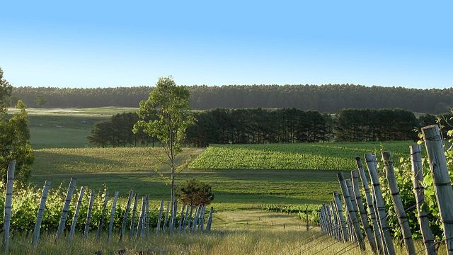 Degustação de vinhos e tour na Bodega Cerro Chapeu
