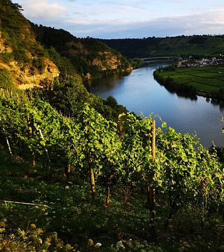 Hoffmann-Simon Winery