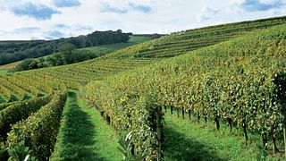 Visite de la cave et dégustation à la Cantina Giuliano