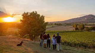 Exklusiv Cortona-tur från Florens: Toskansk Syrah-vingård.