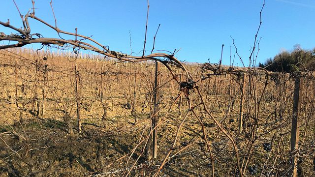 Fratelli Pavia Winery