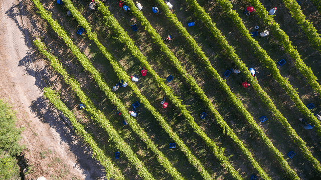 Vineyard Adventures: Hands-On Wine Journey in Dão & Lafões