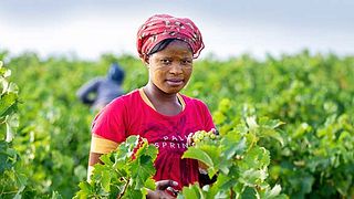 Degustação de vinhos e tour na Darling Cellars