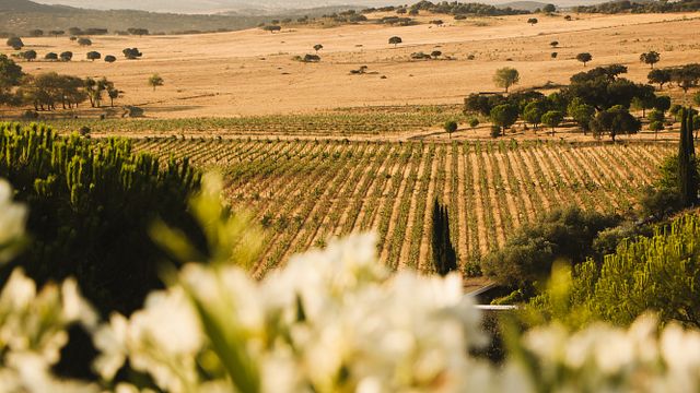Una degustazione con l'enologo di Azamor Wines
