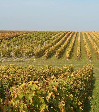 Domaine Sauvète: A Tradition of Excellence