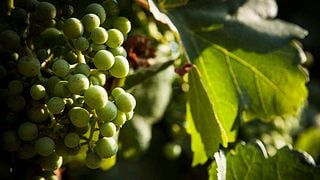 Dégustation de vins et visite à Fermí Bohigas