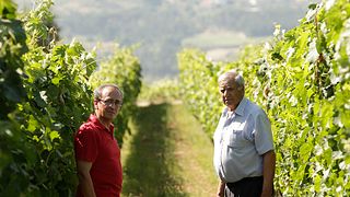 Visita guiada e degustação de três vinhos acompanhados de petiscos típicos da região.