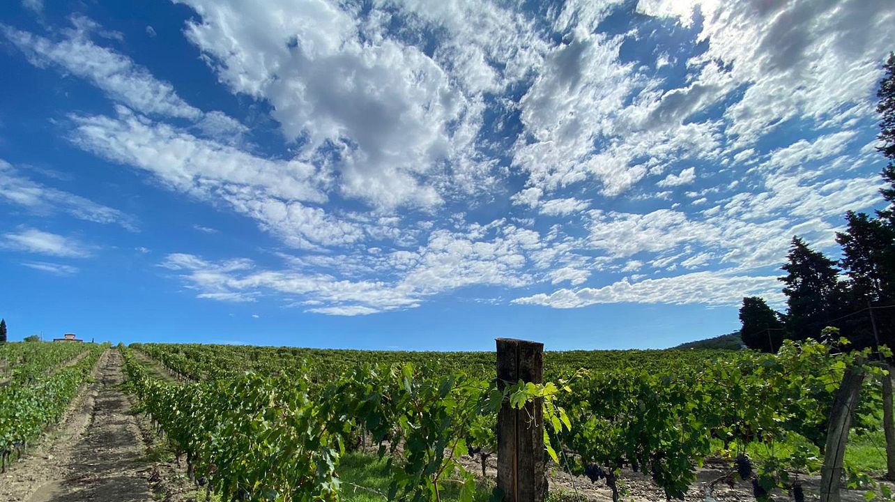 Tenuta Di Artimino: A Historical Winery in Tuscany