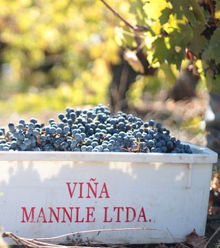 Viña Männle: A Taste of Chilean Tradition