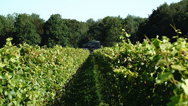 Weinbergtour und Weinprobe im Tinwood Estate Vineyard