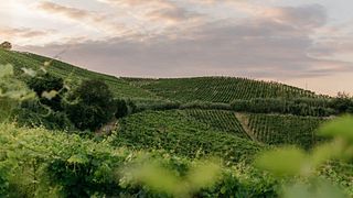 Bosca Winery