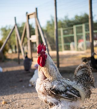 Animales de granja y jardín aromático | Recorrido y cata de vinos en Augustali 