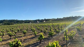 Degustazione di vini e tour presso la Famiglia dei Vini Graziano