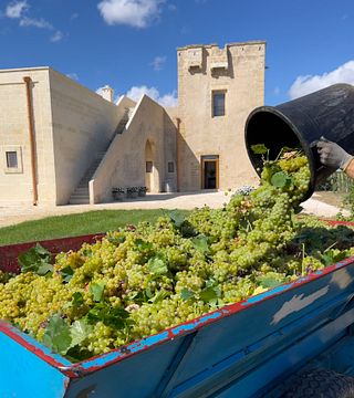 Expérience Vendemmia et dégustation de vins au domaine Torleanzi