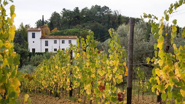 Dégustation de vins et visite du Podere Anima Mundi