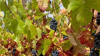 Wine Tasting and Tour at Viña Capitan Pastene