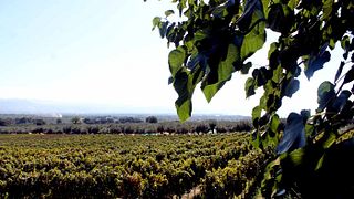 Azienda Agricola Fratelli Davoli