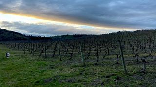 Yamhill Valley Vineyards