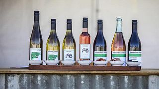 Tractorless Vineyard