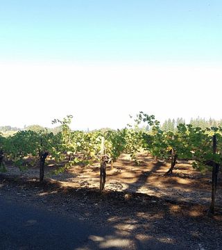 Vinprovning och rundtur på Madroña Vineyards