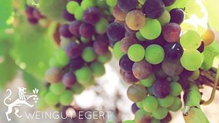 Weinprobe und Führung im Weingut Egert