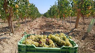 Best Flavors of Bairrada (half day tour)