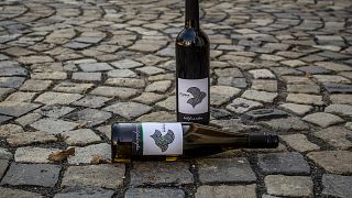 Planina Borház Winery