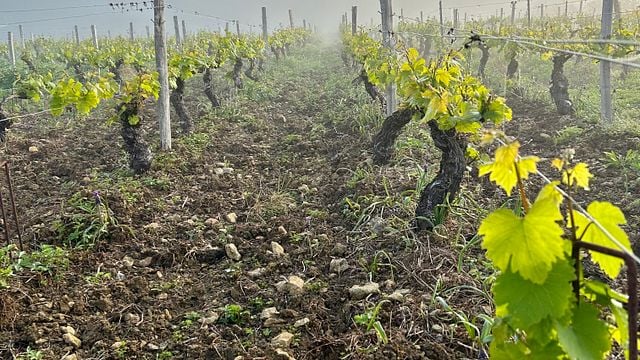 Vinprovning i hjärtat av Vézelay