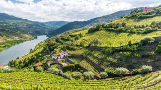 Tour privato premium della valle del Douro: visita 2 cantine, con pranzo e giro in crociera sul fiume