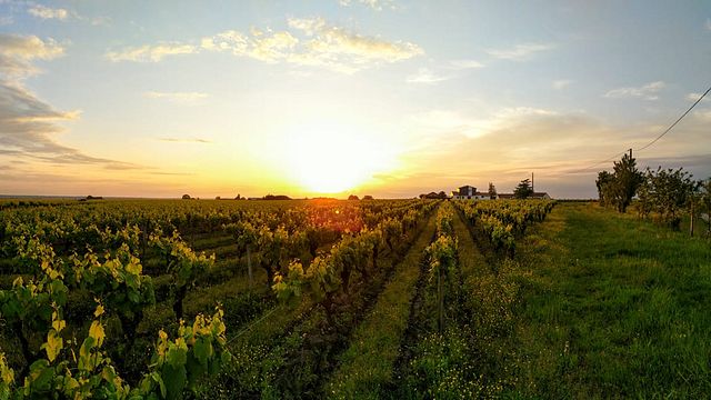 Cata de vinos y visita guiada al Domaine du Haut Planty