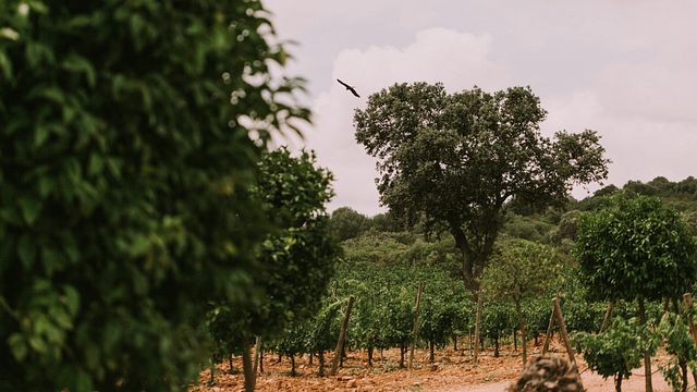Degustazione di vini e tour a Bodega Valdealto