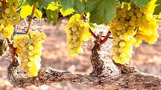 Dégustation de vins et visite à la Bodega Pago De Cirsus