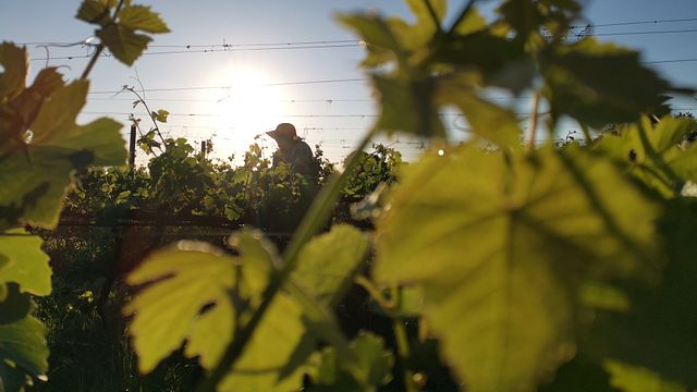 Trabalho e degustação na Julia Kemper Wines