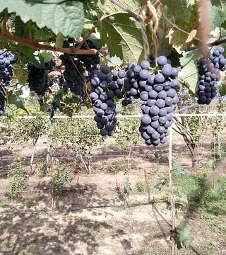 Tevza Winery