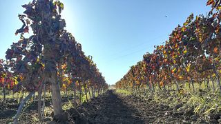 Cata de vinos y visita a la bodega Cambria