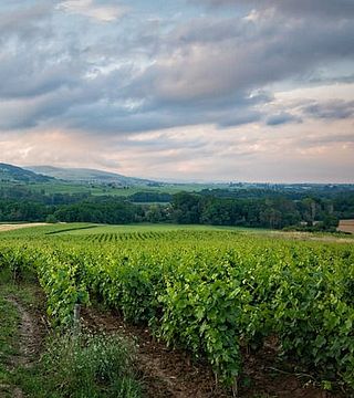 Tour Privado Priorat saindo de Barcelona