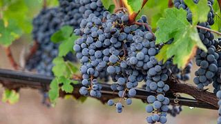  Degustação de seis vinhos e Tour em Blanca Terra