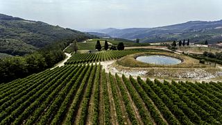Depuis 1964 - Découvrez le circuit du vignoble Tedeschi Monte Olmi
