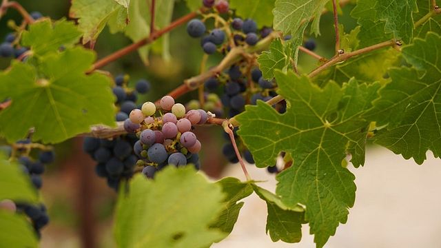 Weinprobe im Chateau Cana