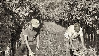 Veneto Organic Wine & Olive Oil Tasting at Le Tende