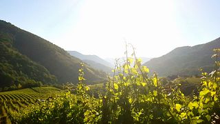 Weinprobe und Führung am Graben Gritsch Im Donauschlössel